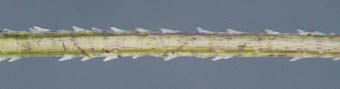 オオスズメノカタビラ花序枝の刺