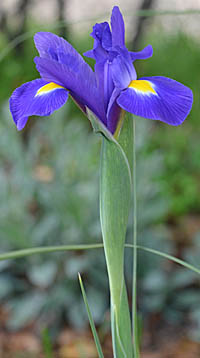 オランダアヤメ Iris Hollandica アヤメ科 Iridaceae アヤメ属 三河の植物観察