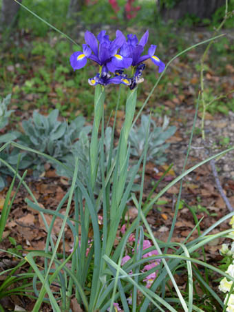 オランダアヤメ Iris Hollandica アヤメ科 Iridaceae アヤメ属 三河の植物観察