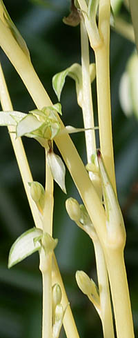 オリヅルランの茎