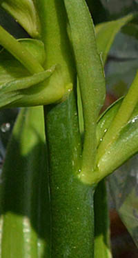 オーニソガラム・ダビウムの茎