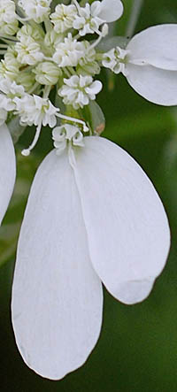 オルラヤ・グランディフローラの花