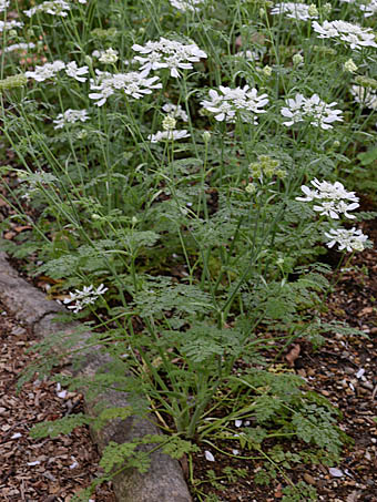 オルラヤ グランディフローラ Orlaya Grandiflora セリ科 Apiaceae Unbelliferae オルラヤ属 三河の植物観察