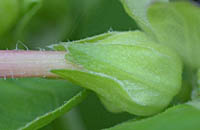 オシロイバナの萼