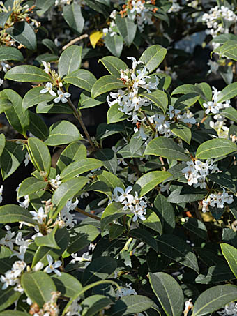 オスマンサス・デラバイ Osmanthus delavayi モクセイ科 Oleaceae