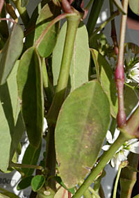 オトギリバニシキソウの葉