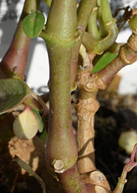 オトギリバニシキソウの茎