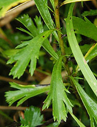 オトコヨモギの茎