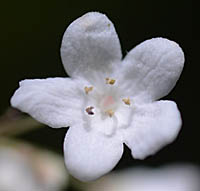 オトコヨウゾメの花