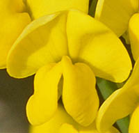 オウゴンハギの花