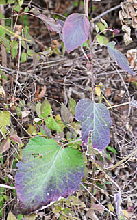 オヤマボクチの葉2
