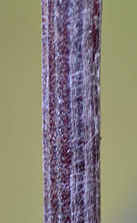 オヤマボクチの茎