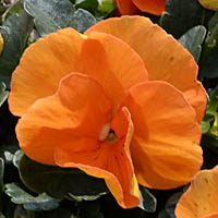 パンジー橙色花