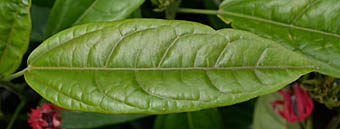 パボニアの葉