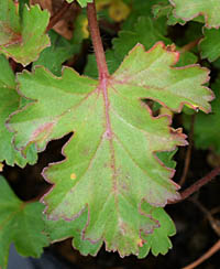 ペラルゴニウム・ラベンダーラスの葉