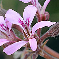 ペラルゴニウム・ラベンダーラスの花