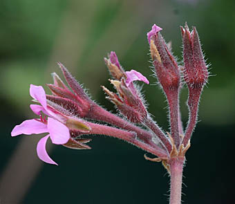 ペラルゴニウム・ラベンダーラス Pelargonium 'Deerwood Lavender Lass