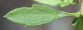 ペラペラヨメナの葉表