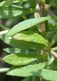 ペラペラヨメナの全縁の葉