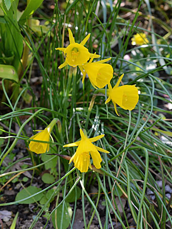 ペチコートスイセン Narcissus Bulbocodium ヒガンバナ科 Amaryllidaceae スイセン属 三河の植物観察