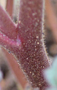 ファセリア・カンパヌラリアの茎
