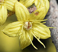 フェバリウム・スクアムロスムの花