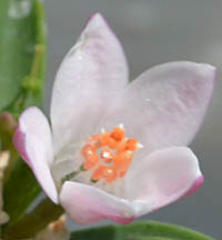 フィロテカ・ミオポロイデスの花