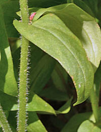 フロックス・ディバリカタの茎