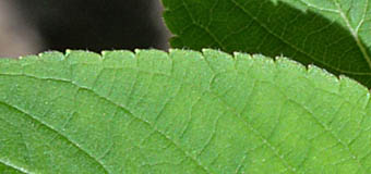 パイナップルセージの葉の鋸歯