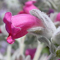ピティロディア・テルミナリスの花横