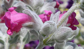 ピティロディア・テルミナリスの花序