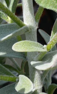 ピティロディア・テルミナリスの茎