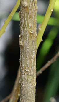 ポリガラ・ミルティフォリアの茎