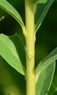 ポリガラ・ミルティフォリアの葉柄