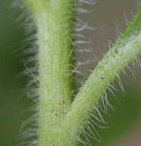 ポンポンアザミの茎や葉柄の白色の剛毛