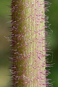 ポンポンアザミの茎