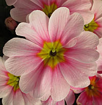 プリムラ・ポリアンサの花