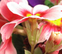 プリムラ・ポリアンサの花