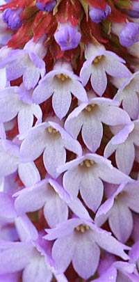 プリムラ・ビアリーの花