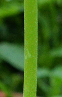 プリムラ・ビアリーの茎