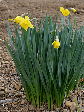 ラッパスイセン Narcissus Pseudonarcissus ヒガンバナ科 Amaryllidaceae スイセン属 三河の植物観察