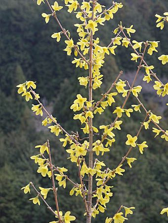 レンギョウ Forsythia Suspensa モクセイ科 Oleaceae レンギョウ属 三河の植物観察
