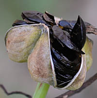 ロドフィアラ・アドベナの種子