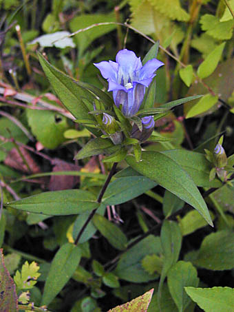 リンドウ Gentiana Scabra Var Buergeri リンドウ科 Gentianaceae リンドウ属 三河の植物観察