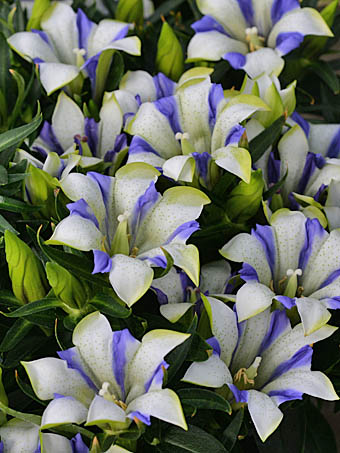 リンドウ（園芸種） Gentiana scabra var. buergeri '心美白寿