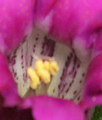 リンドウ・コイベニの花冠の内側