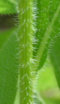 ルドベキア茎