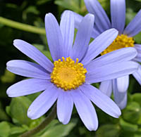 ルリヒナギクの花
