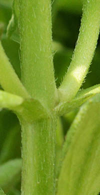 ルリヒナギクの茎