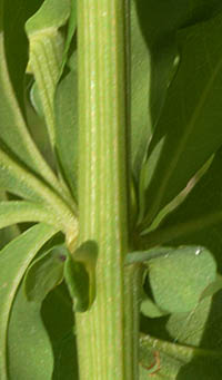 ルリマツリの葉の耳と茎